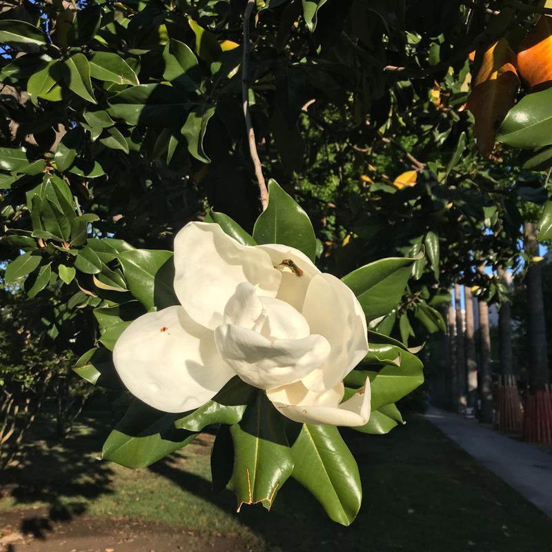Container-Grown Magnolias Need More Frequent Watering Container-Grown Magnolias Need More Frequent Watering