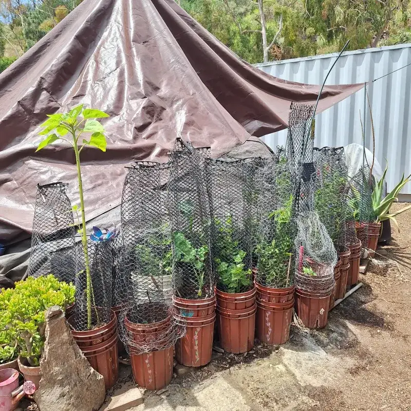 Container Plants Heat Up Faster Than Garden Beds Container Plants Heat Up Faster Than Garden Beds