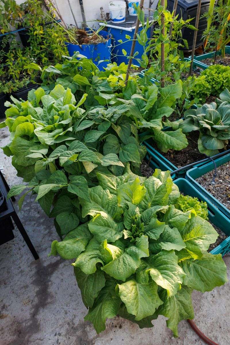 Container Plants May Need Extra Attention During Hot Spells