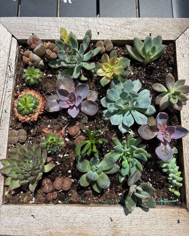 Container Plants Often Feel Humidity Changes Faster Container Plants Often Feel Humidity Changes Faster