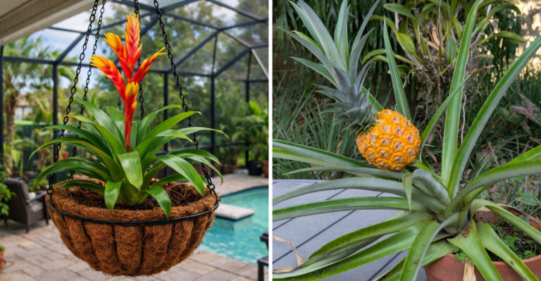 Container Plants That Survive A Florida Porch In The Middle Of Summer