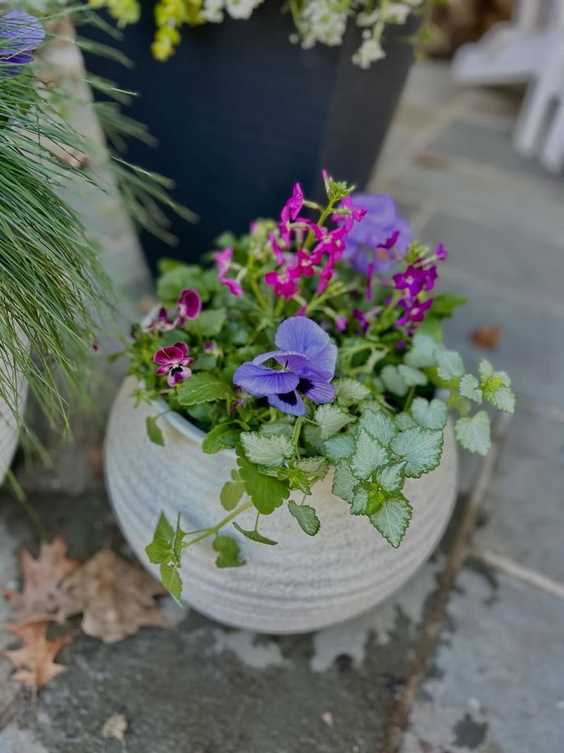 Container Plants Container Plants