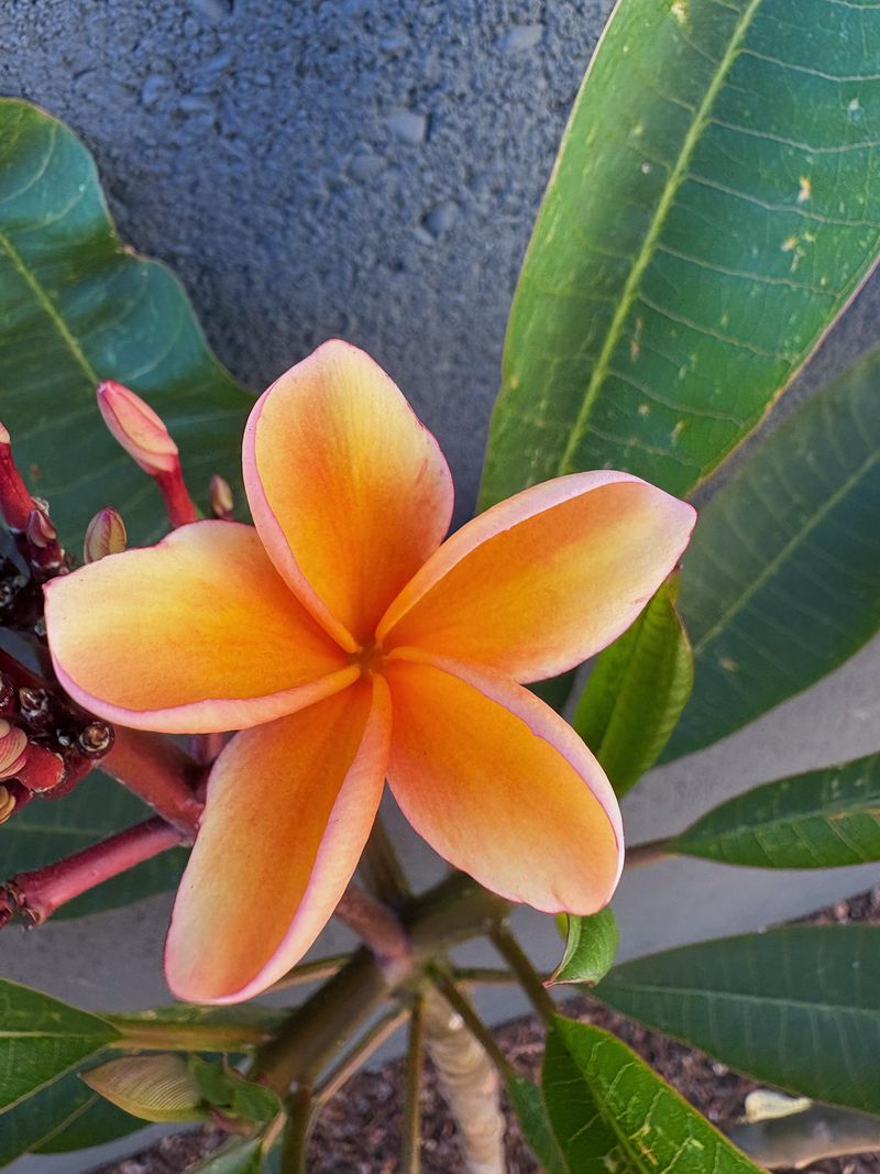 Container Plumerias Run Out Of Nutrients Faster Container Plumerias Run Out Of Nutrients Faster
