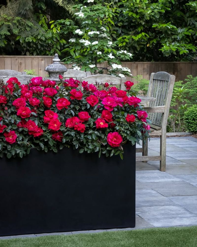 Container Shrub Rose