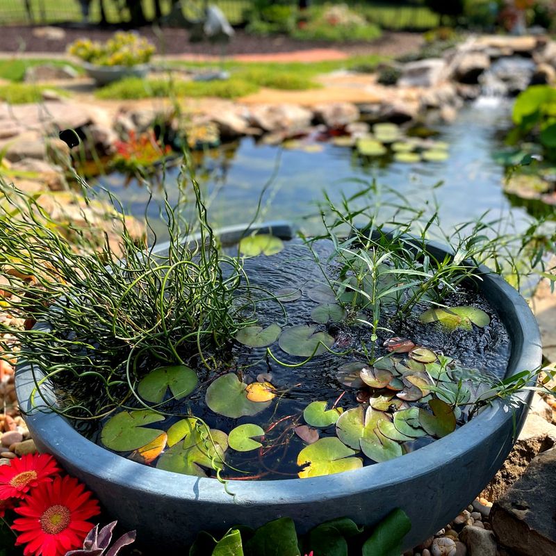Container Water Gardens Fit Smaller Outdoor Spaces Container Water Gardens Fit Smaller Outdoor Spaces