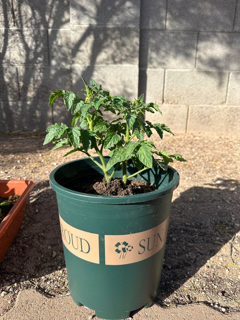 Containers Dry Out Faster Than Garden Beds