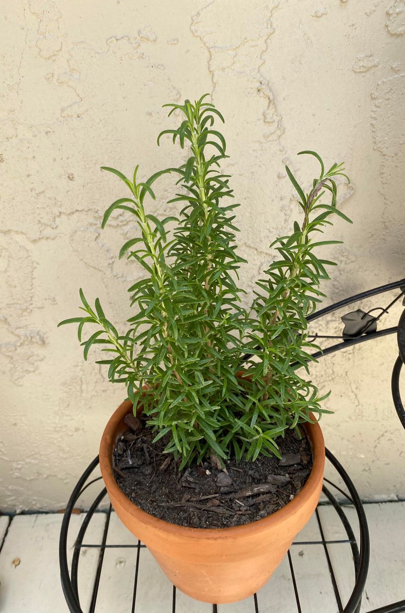 Containers Keep Rosemary Tidy Where People Actually Sit Containers Keep Rosemary Tidy Where People Actually Sit