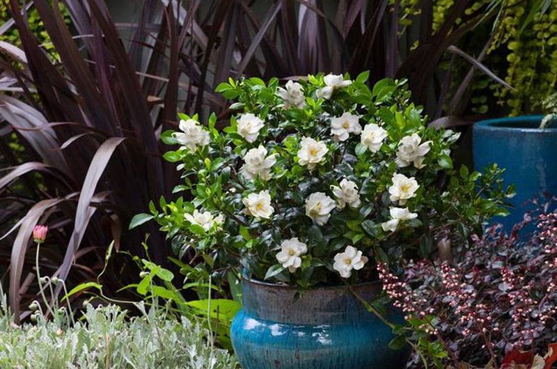 Containers Need A Different Watering Rhythm