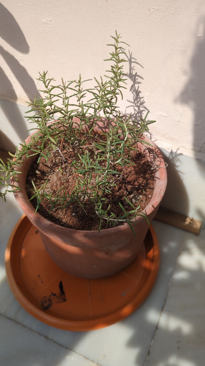 Containers Need Big Drain Holes