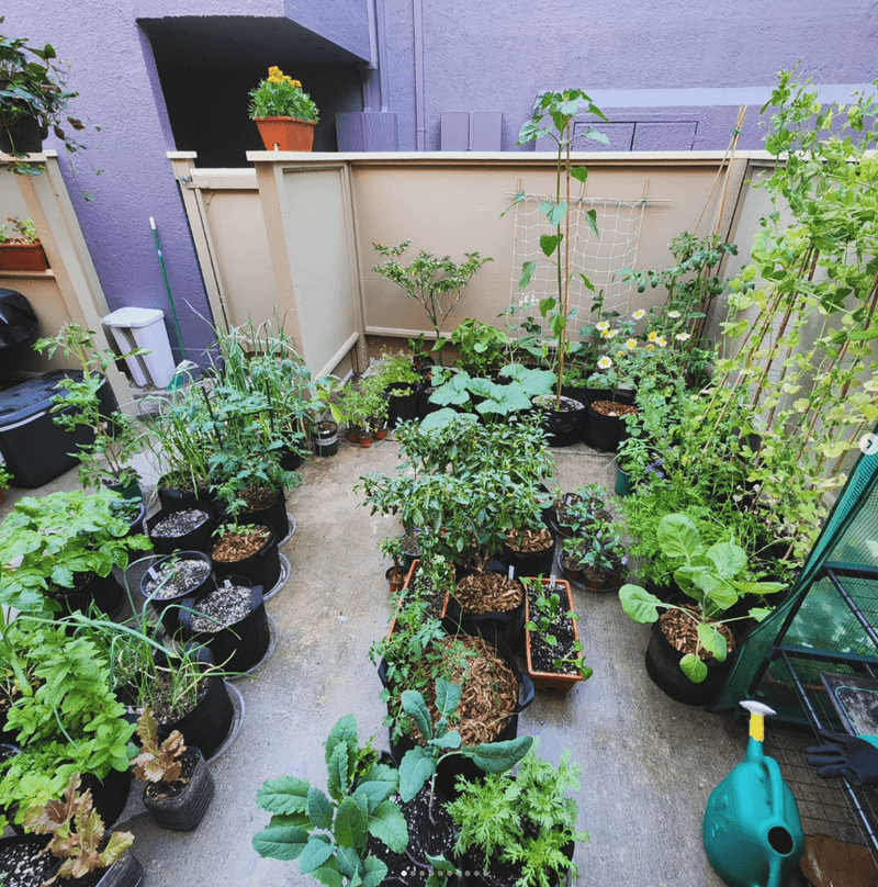 Containers Turn Patios Into Mini Vegetable Gardens