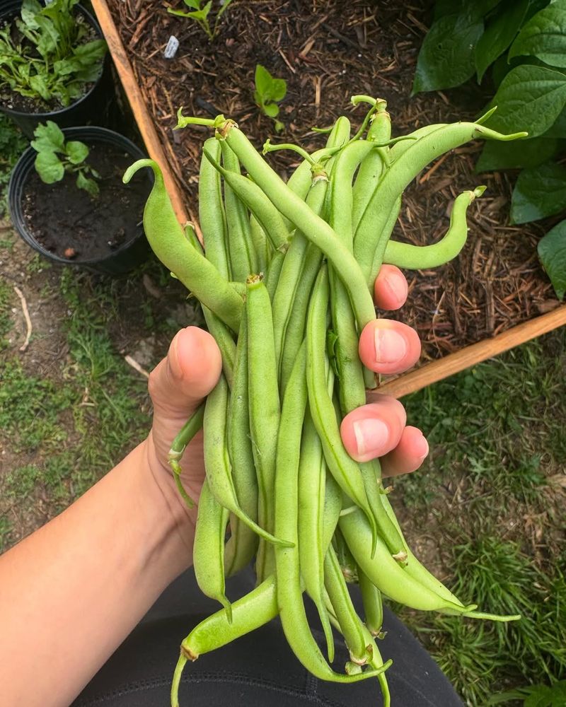 Contender Beans