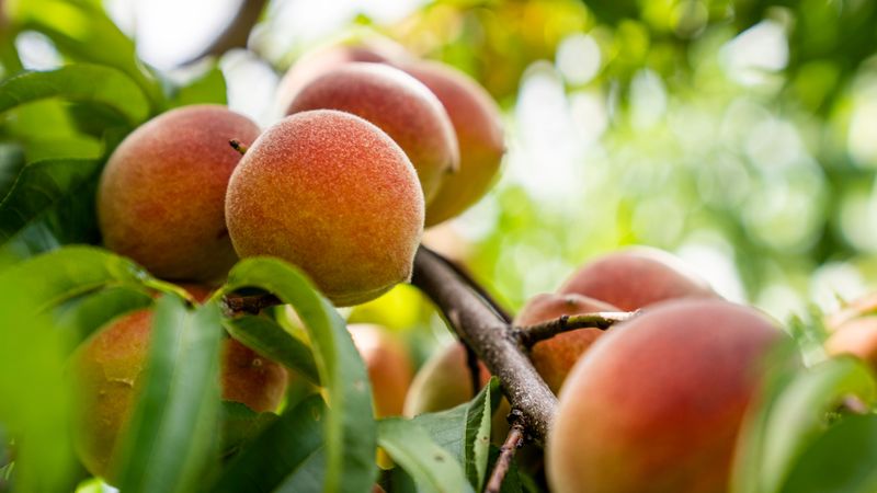 Contender Peach