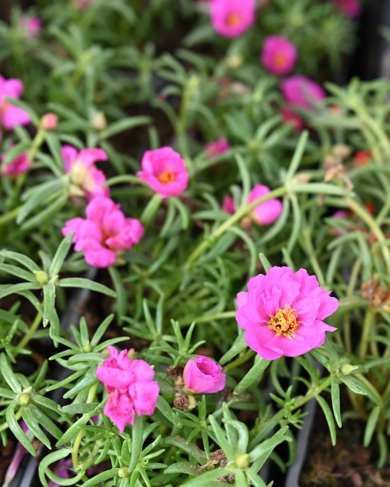 Continuous Summer Blooms