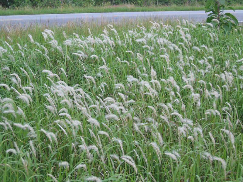 Control Cogongrass Before Hot Weather Fuels Its Spread