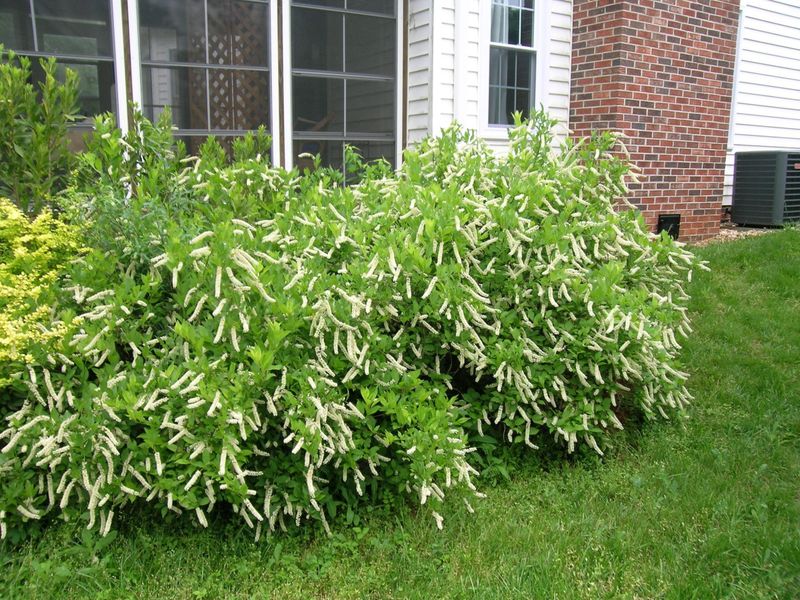 Control Suckers Before The Shrub Spreads Too Far