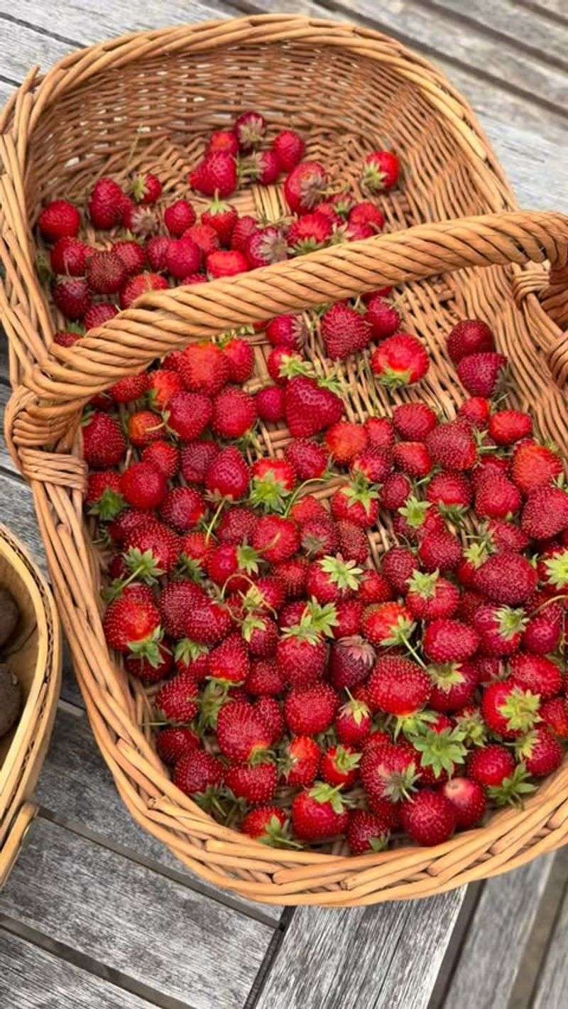 Cool Berries Quickly After Picking