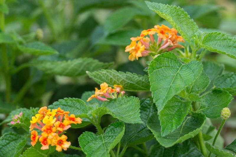 Cool June Weather Can Slow Buds More Than Expected