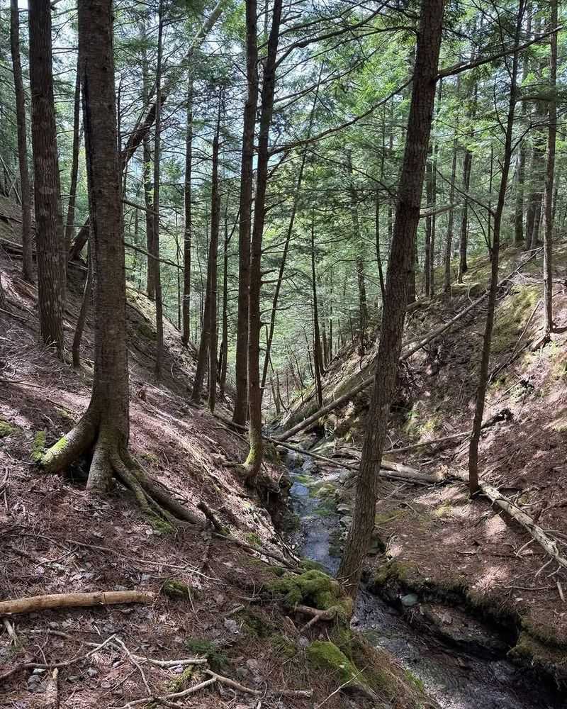 Cool Ravines And Shaded Slopes Make Hemlocks Vulnerable