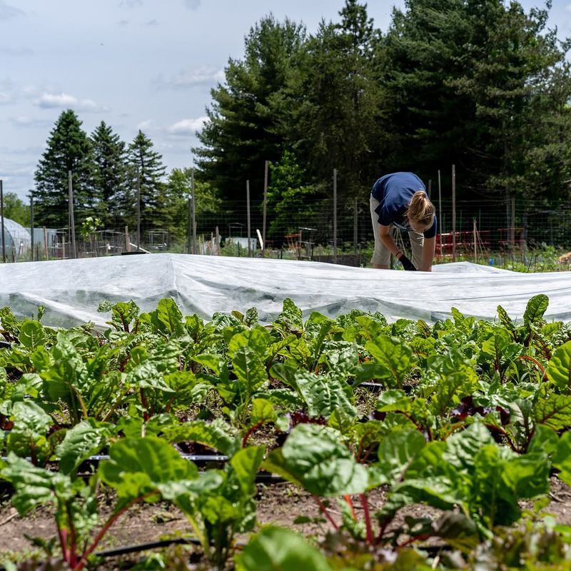 Cool Season Crops Give Michigan Families Two Chances