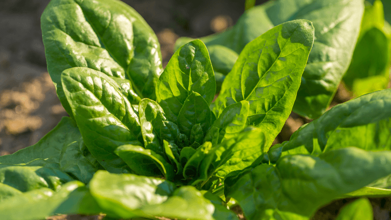 Cool-Season Crops Need Enough Time Before Frost Cool-Season Crops Need Enough Time Before Frost