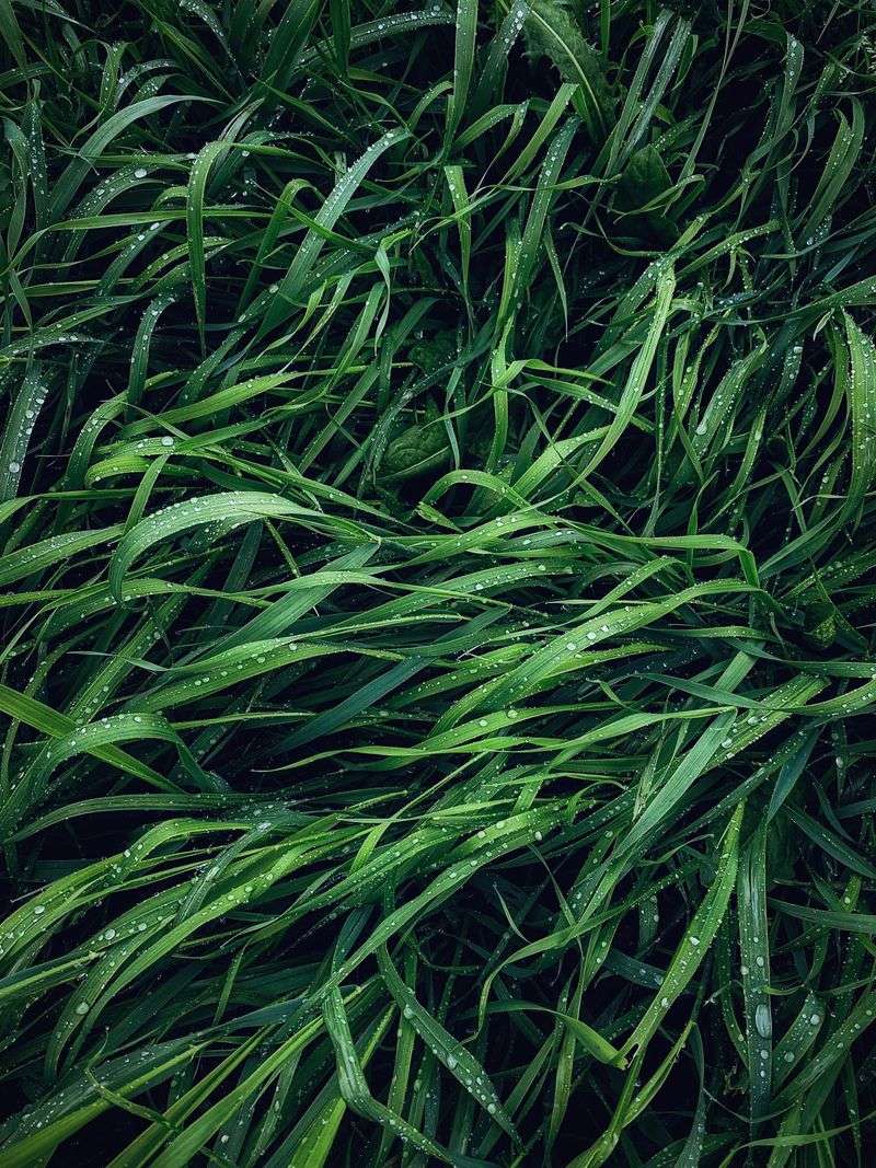 Cool-Season Grasses (Fescue)