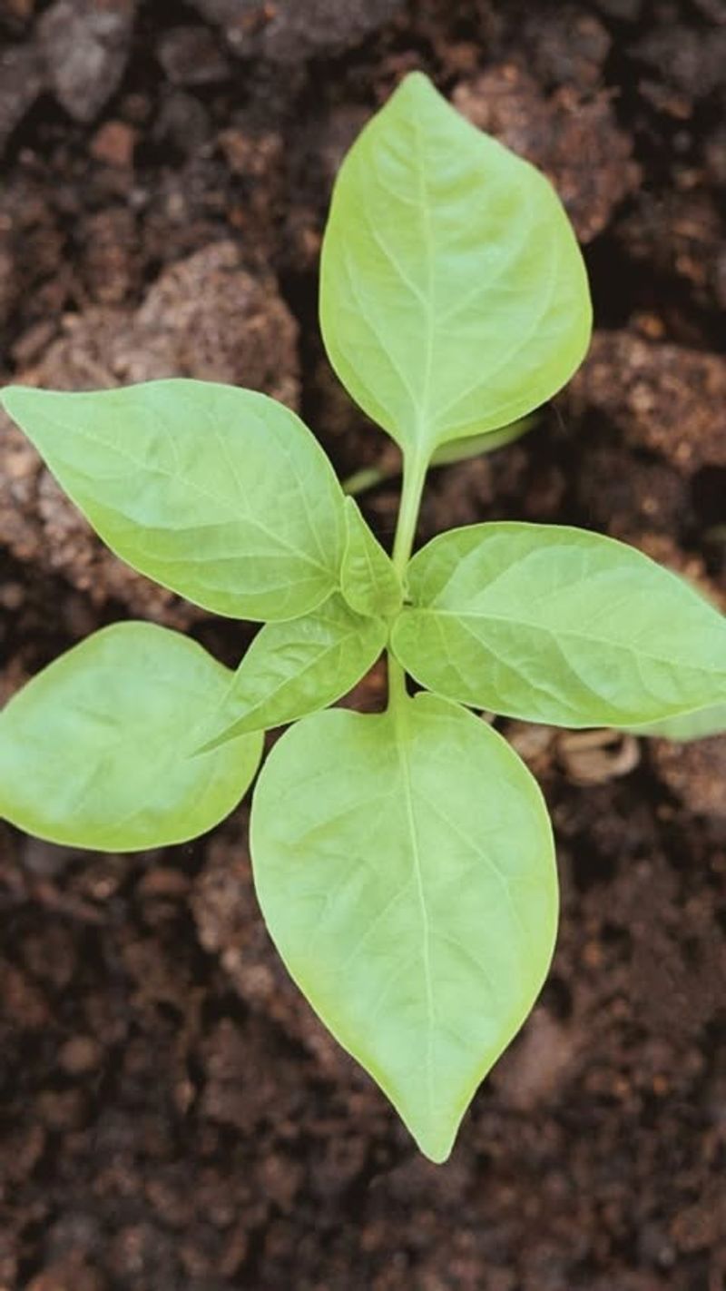 Cool Soil Temperature Slows Pepper Transplants Before Summer