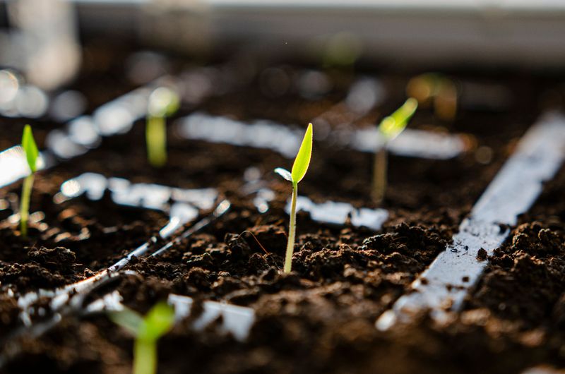 Cool Spring Temperatures Slow Nutrient Absorption In Young Plants