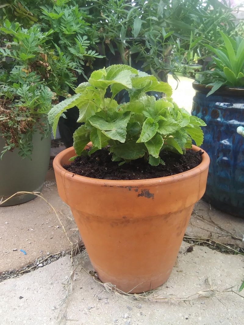 Cool Weather Can Pause Lantana Blooms