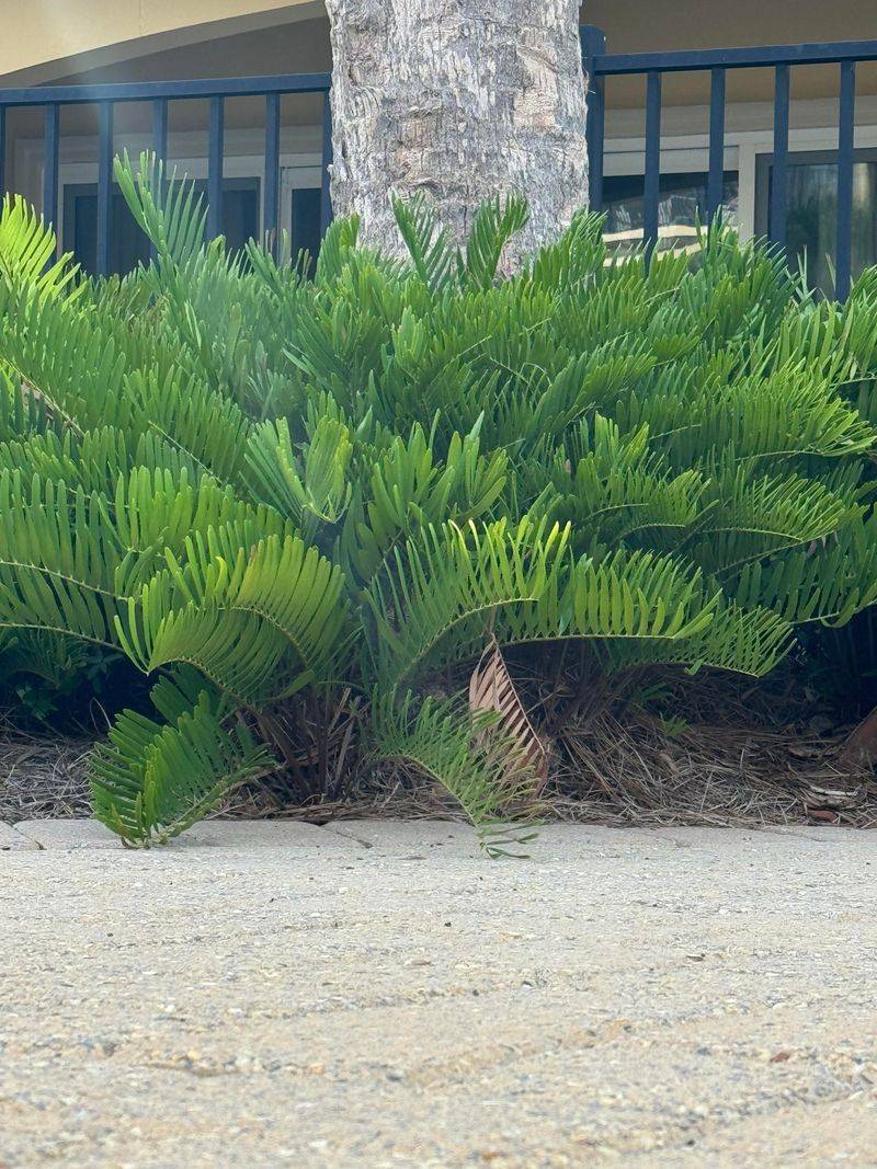 Coontie Adds Structure Without Constant Care