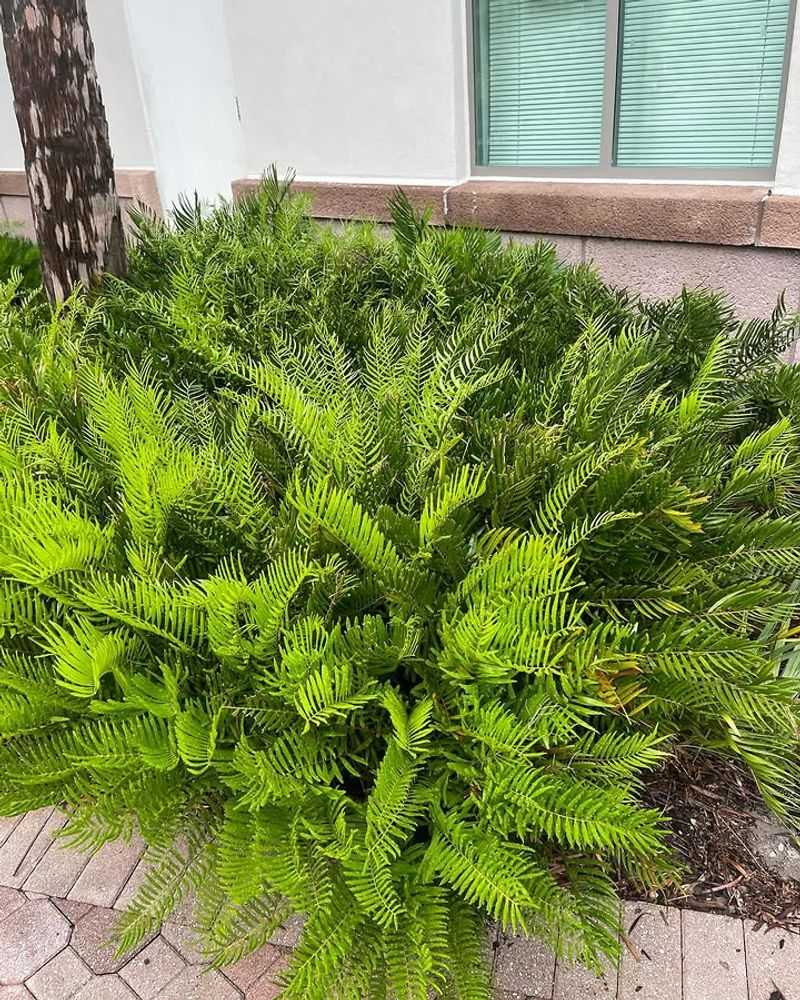 Coontie Earns Its Keep With Tough Structure Coontie Earns Its Keep With Tough Structure