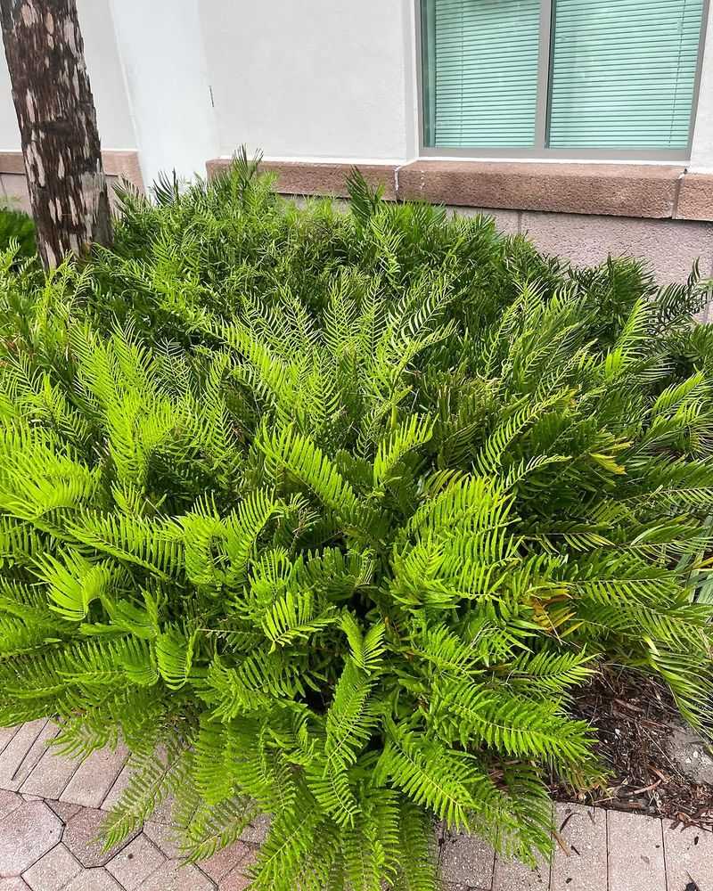 Coontie Gives Digging Spots Tough Evergreen Structure