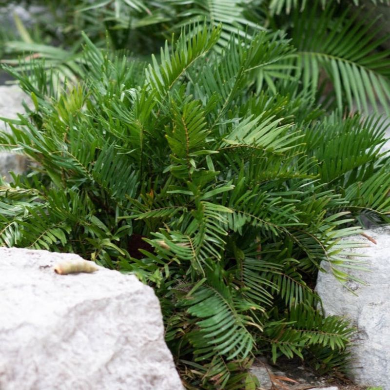 Coontie Gives Edges Structure Without Messy Ground Clutter Coontie Gives Edges Structure Without Messy Ground Clutter
