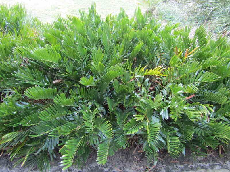 Coontie Gives Evergreen Structure Beneath High Tree Canopies