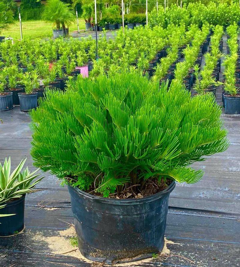 Coontie Gives Foundation Beds Sculptural Evergreen Structure Coontie Gives Foundation Beds Sculptural Evergreen Structure