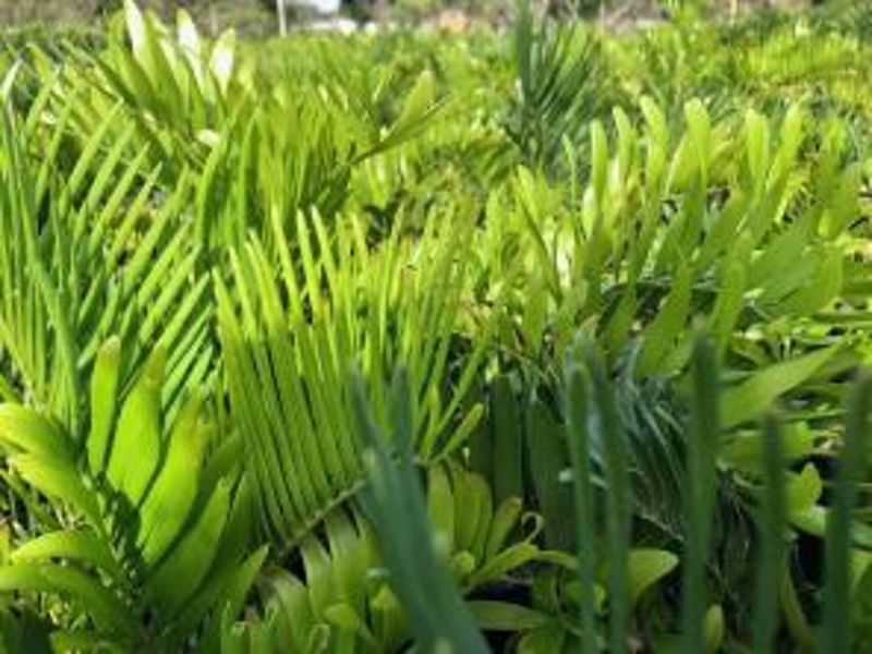 Coontie Gives Lizards Structure Without A Messy Thicket