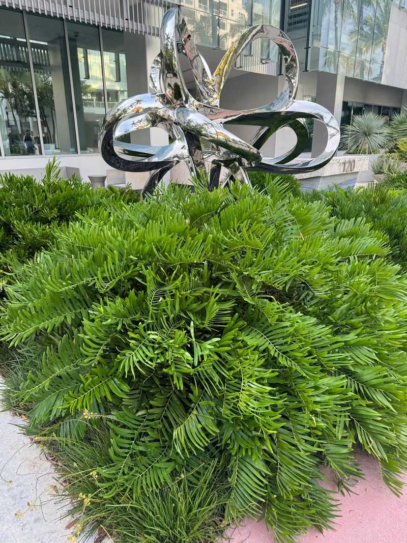 Coontie Gives Shaded Entries Clean Evergreen Structure