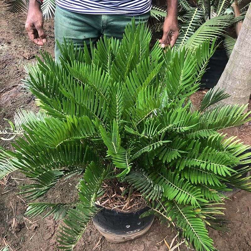 Coontie Offers Structure Without Damp Leafy Clutter Coontie Offers Structure Without Damp Leafy Clutter