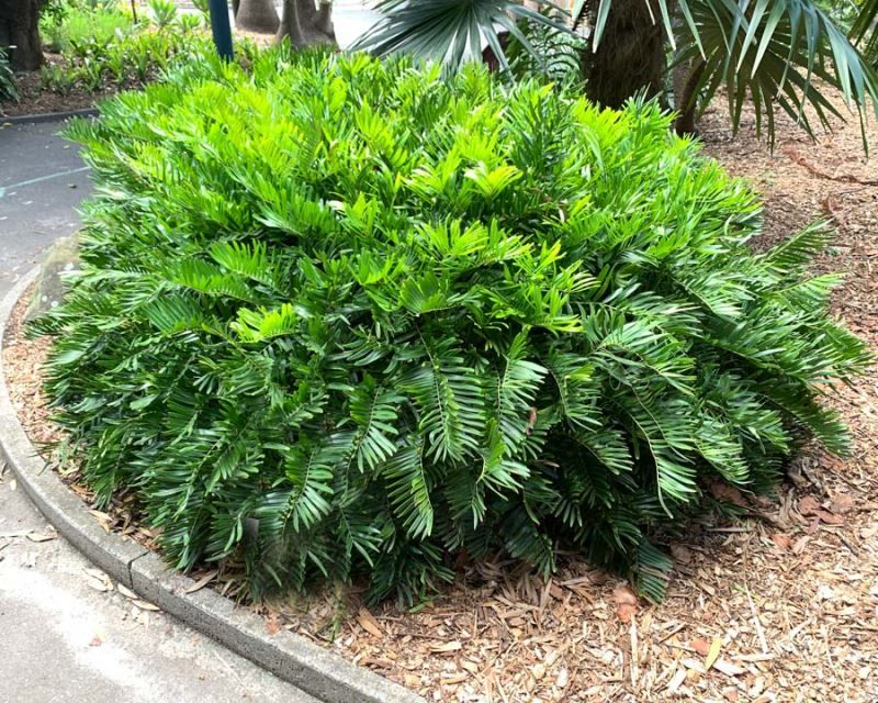 Coontie Stays Tidy Where Rats Want Cover Coontie Stays Tidy Where Rats Want Cover