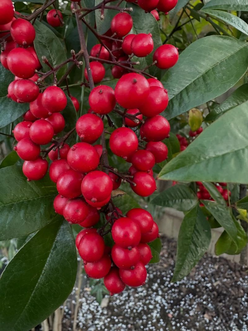 Coral Ardisia Spreads Beyond The Shade Bed Coral Ardisia Spreads Beyond The Shade Bed