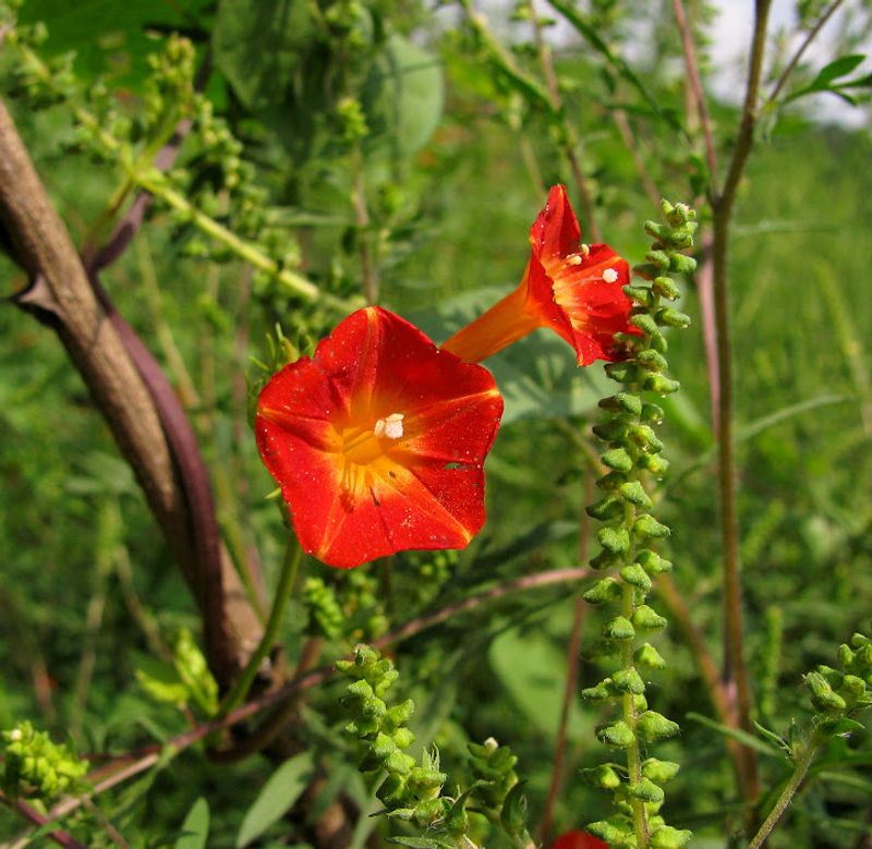 Coral Bell Vine 