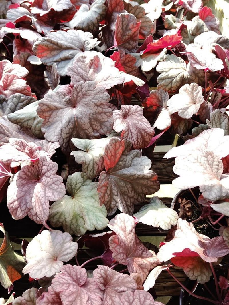 Coral Bells Coral Bells