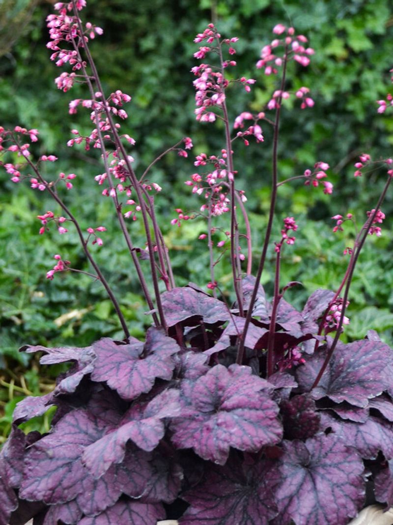 Coral Bells 