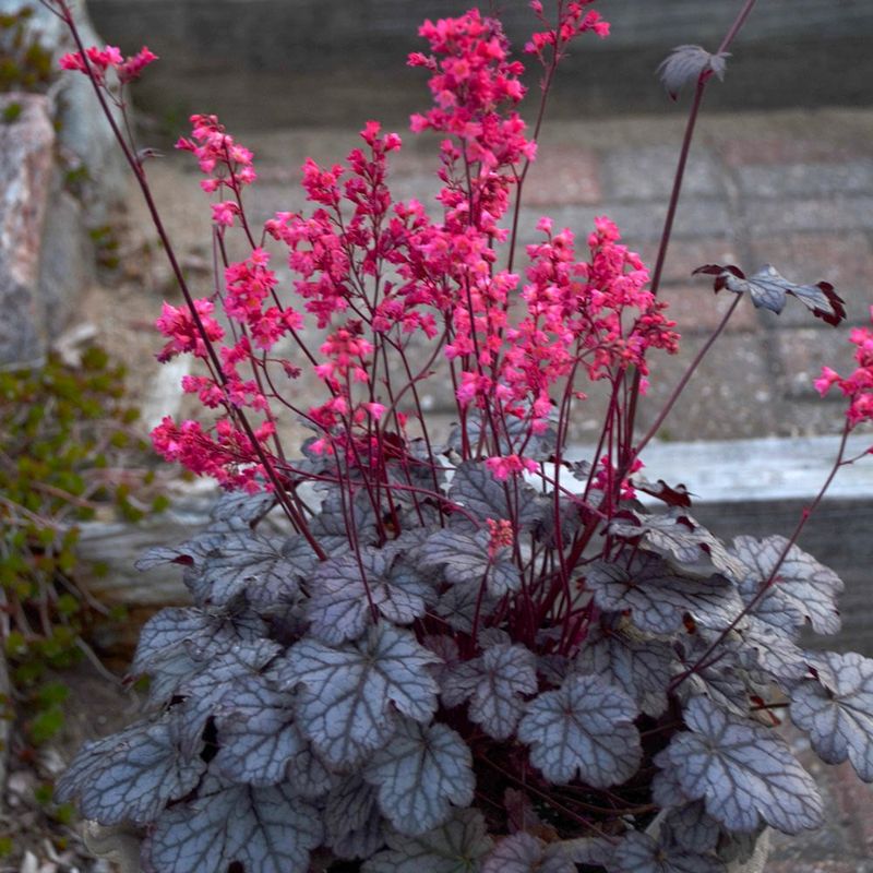 Coral Bells 