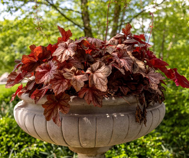 Coral Bells Add Color In Carefully Watered Shade