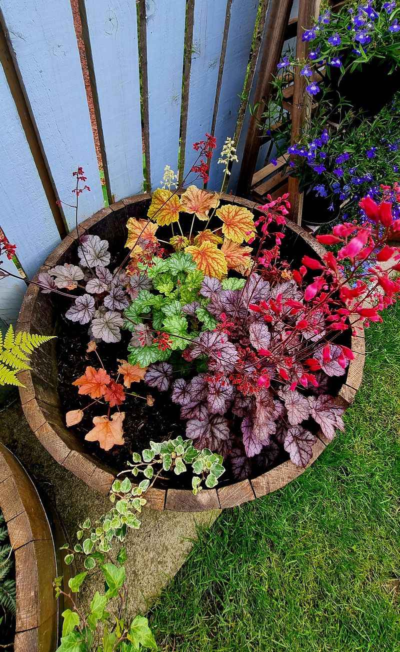 Coral Bells Add Soft Color In Part-Shade Patios Coral Bells Add Soft Color In Part-Shade Patios