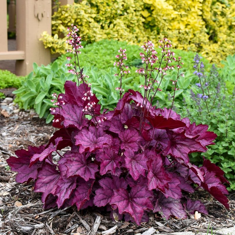 Coral Bells Brighten Shaded Edges