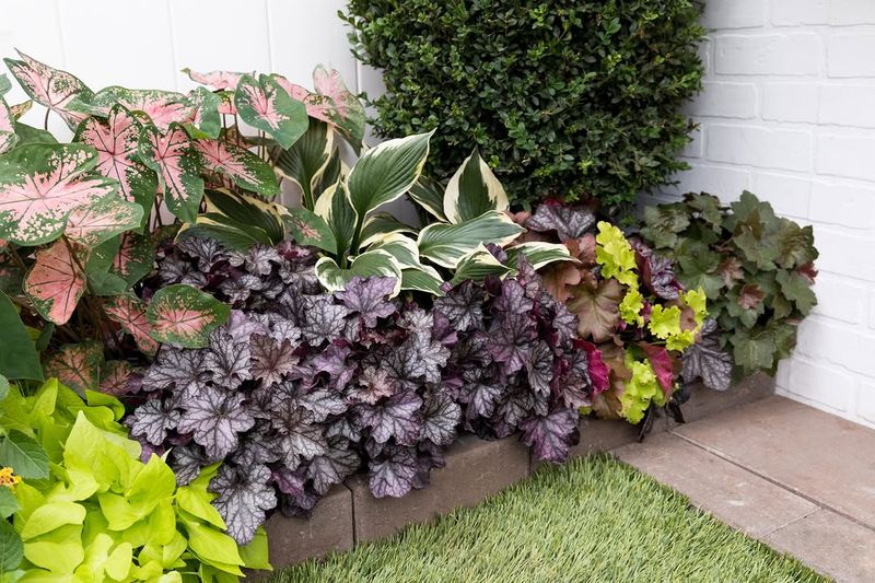 Coral Bells Bring Low Foliage Near Shaded Entries Coral Bells Bring Low Foliage Near Shaded Entries