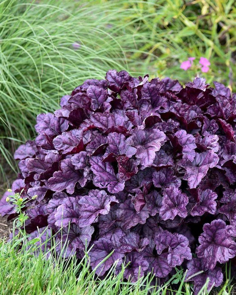 Coral Bells Grow Well Around Mature Trees Coral Bells Grow Well Around Mature Trees