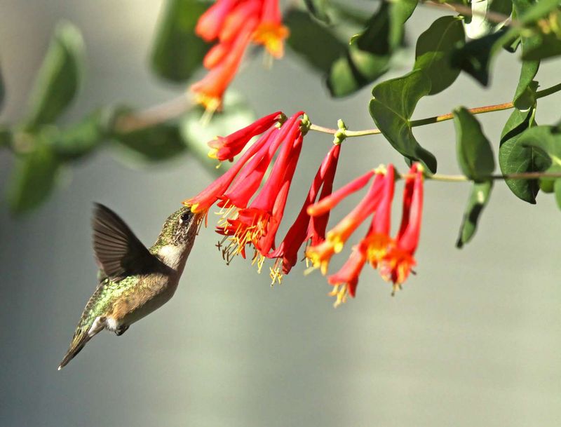 Coral Honeysuckle