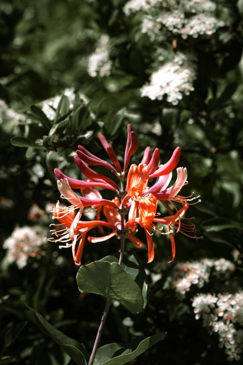 Coral Honeysuckle